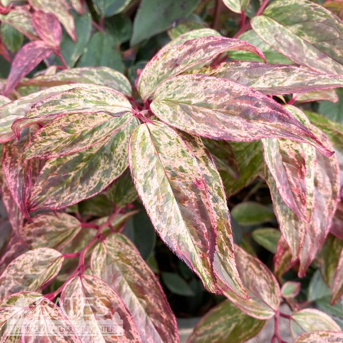 #2 Leucothoe fontanesiana Rainbow/ Drooping Native (TN)