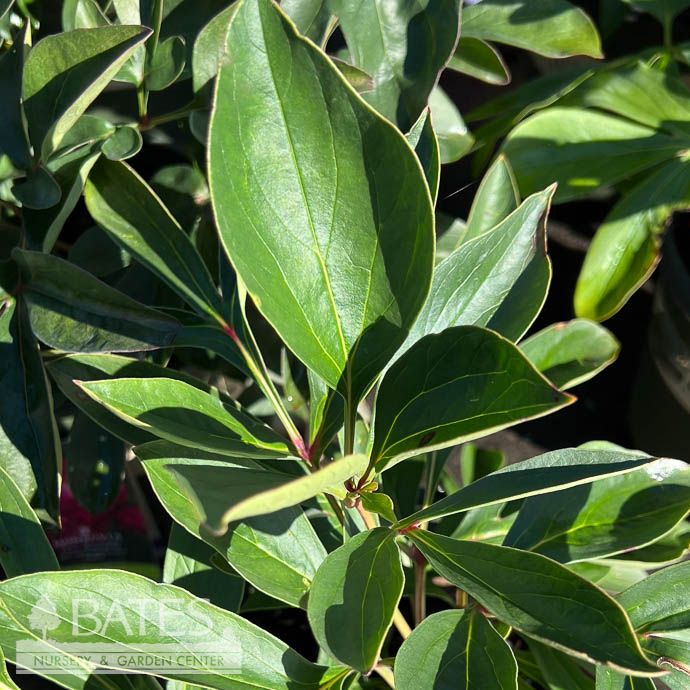 #2 Paeonia x Paul M. Wild/ Double Ruby Red Peony