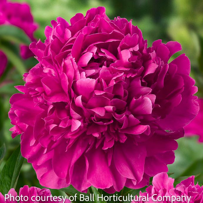 #2 Paeonia x Paul M. Wild/ Double Ruby Red Peony