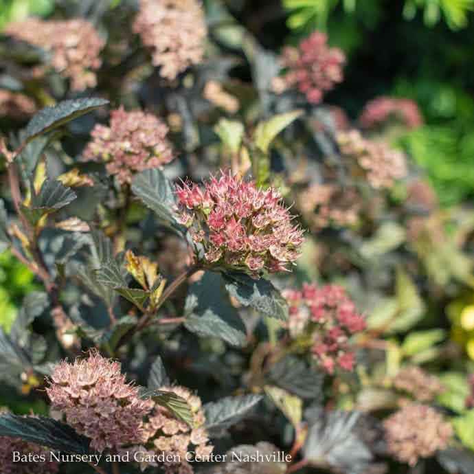 #5 Physocarpus opul Petite Plum/ Ninebark Native (TN)