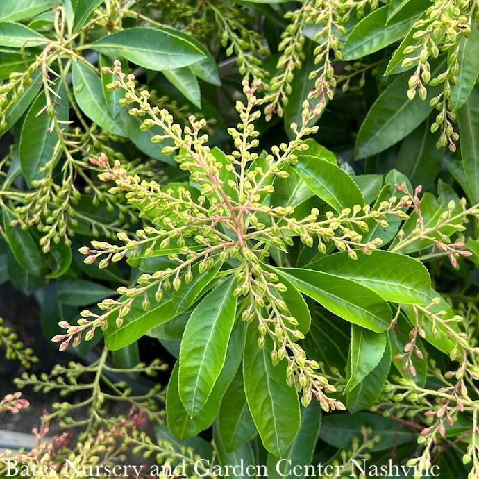 #1 Pieris japonica Enchanted Forest 'Sunsprite'/ White
