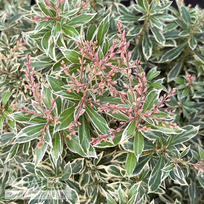 #2 Pieris japonica Little Heath/ Variegated White