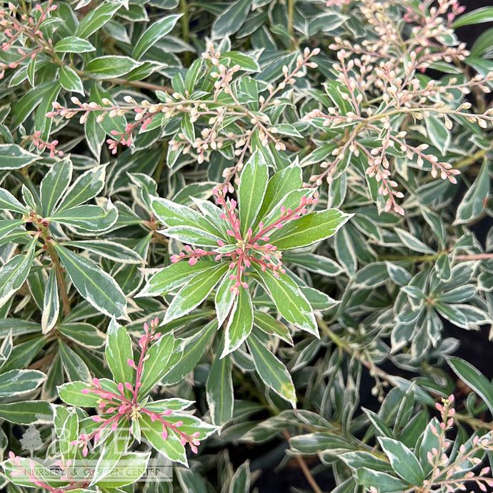 #2 Pieris japonica Little Heath/ Variegated White
