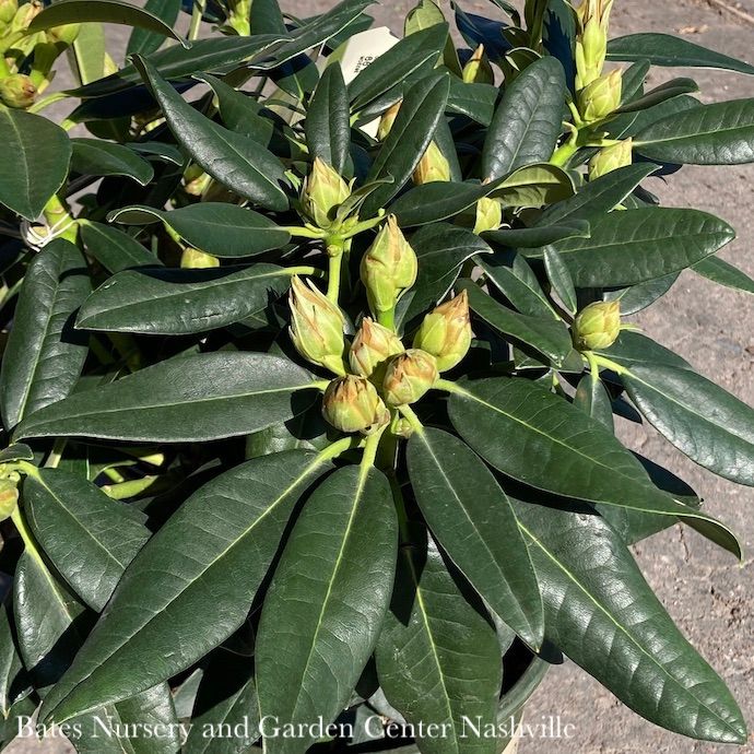 #2 Rhododendron yaku (Goldschatz) Miyama 'Gold Prinz'/ Yellow - No Warranty