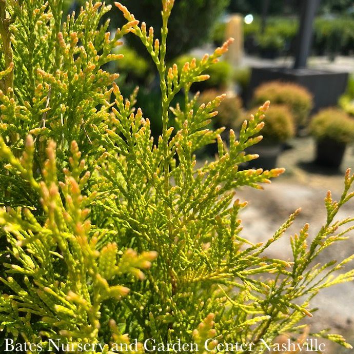 #5 Thuja plicata PW Fluffy/ Gold Arborvitae