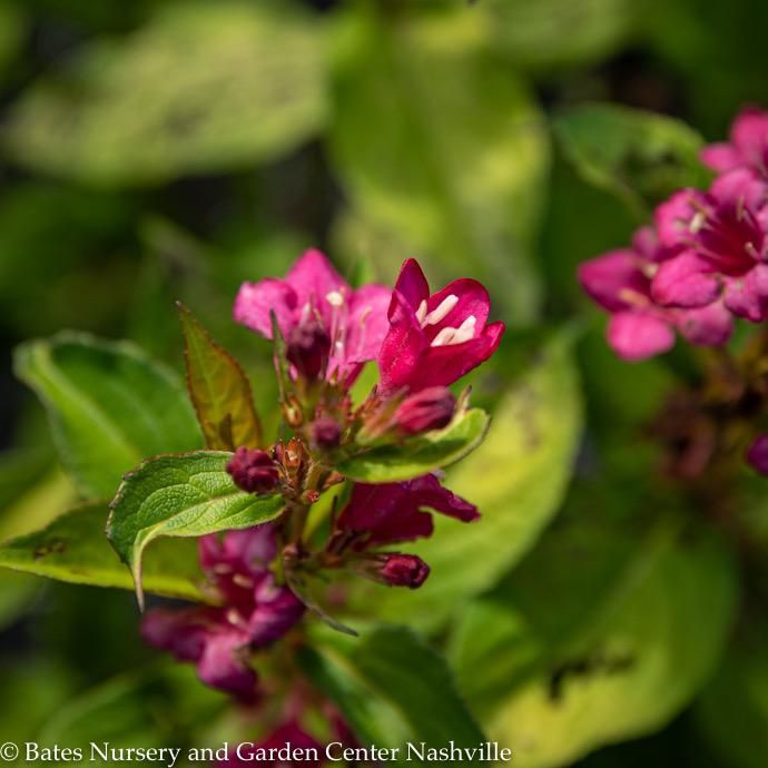 #2 Weigela flor Golden Jackpot
