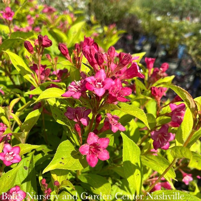 #2 Weigela flor Golden Jackpot