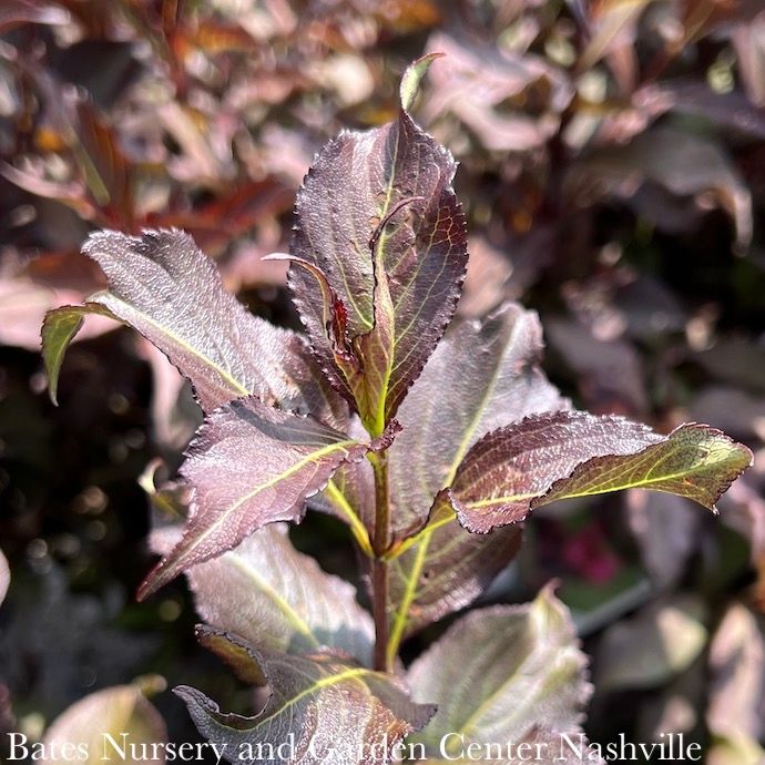 #1 Weigela flor Dark Horse/ Compact Pink