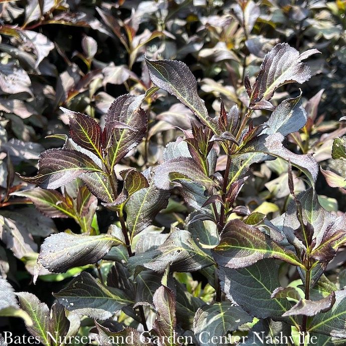#1 Weigela flor Dark Horse/ Compact Pink
