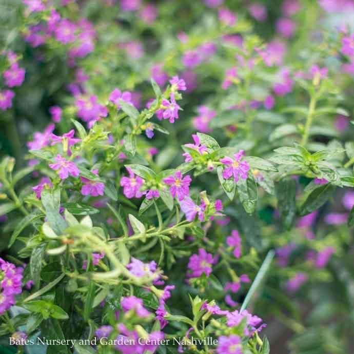 Tropical #1 Cuphea Hyssop/ Mexican Heather - No Warranty