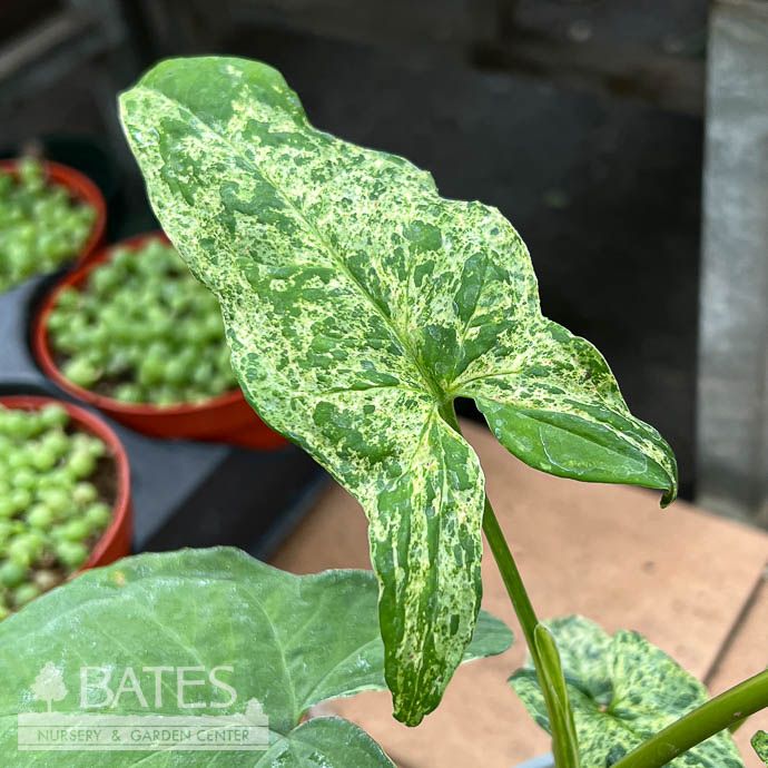 8hb! Syngonium Mojito /Arrowhead Plant /Nephthytis Hanging Basket /Tropical