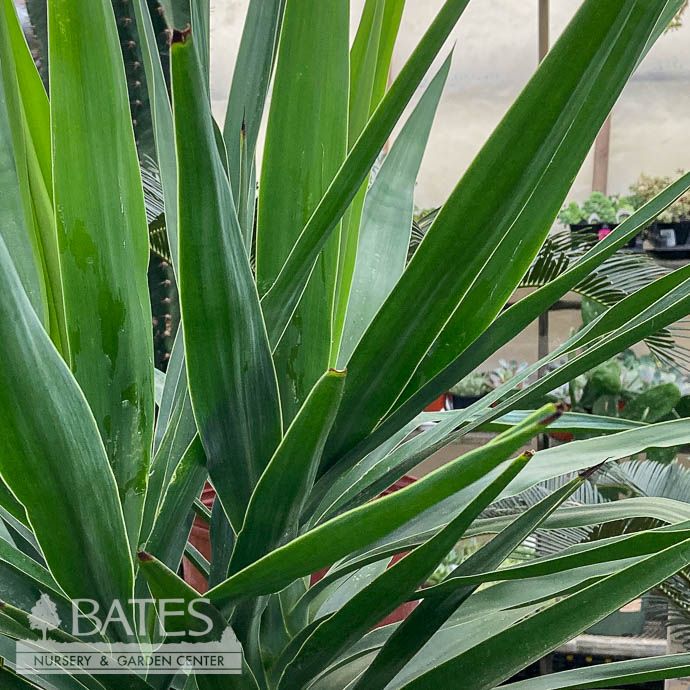 10p! Yucca Cane 4.3.2 /Tropical