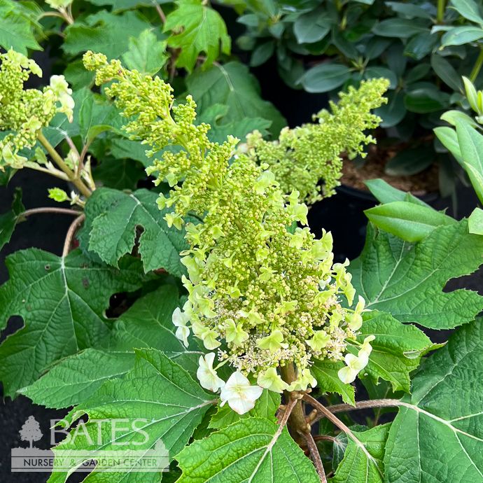 #2 Hydrangea quer Li'l Annie/ Dwarf OAKLEAF Native (TN)