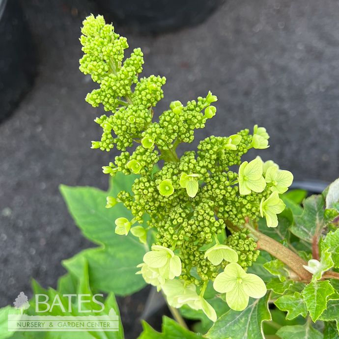 #2 Hydrangea quer Li'l Annie/ Dwarf OAKLEAF Native (TN)