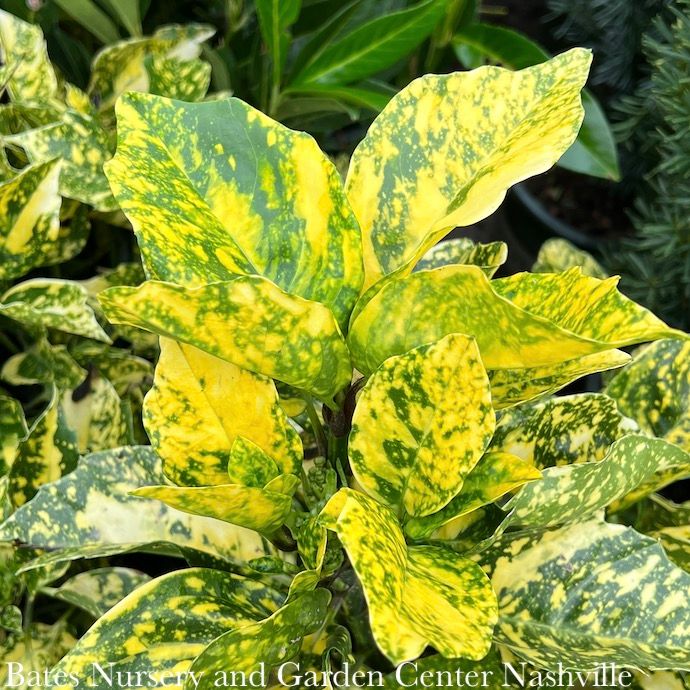 #2 Aucuba japonica Sunny Daze/ Variegated (Male) Not Winter Hardy - No Warranty