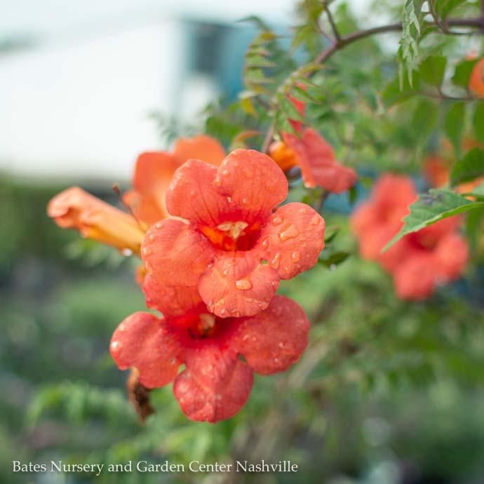 #5 Campsis x tag Madame Galen/ Trumpet Creeper