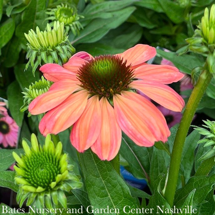#1 Echinacea x Evolution 'Colorific'/ Pink Coneflower
