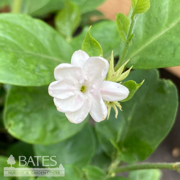 6p! Jasminum sambac /Maid of Orleans White Jasmine /Tropical