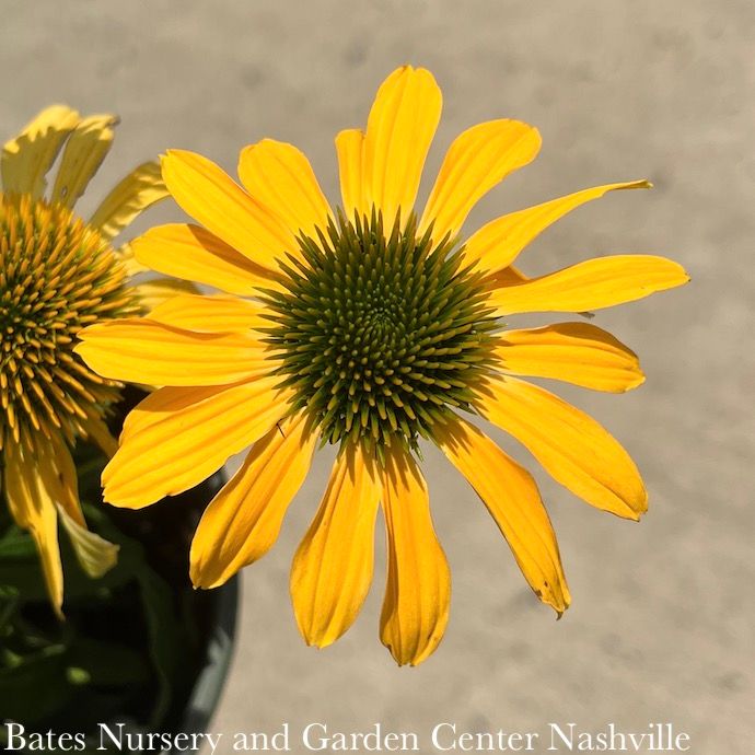 #1 Echinacea x Evolution 'Yellow Falls'/ Coneflower
