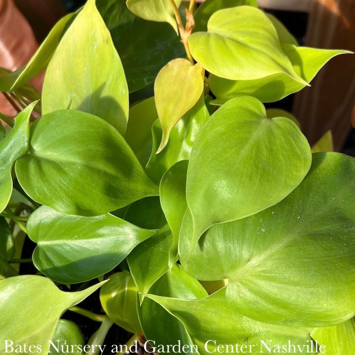 8hb! Philodendron Lemon Lime Hanging Basket /Tropical