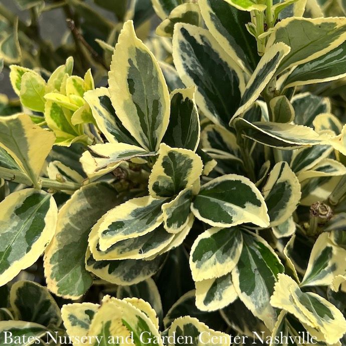 Topiary Cone #5 Euonymus japonicus Chollipo/ Variegated