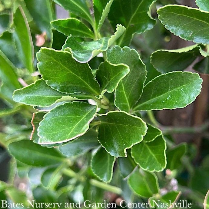 Topiary #5 Euonymus japonicus Grandifolius/ Japanese