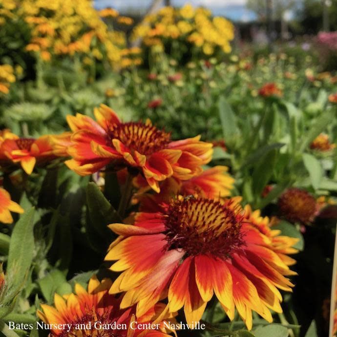 #1 Gaillardia Arizona Sun/ Blanket Flower