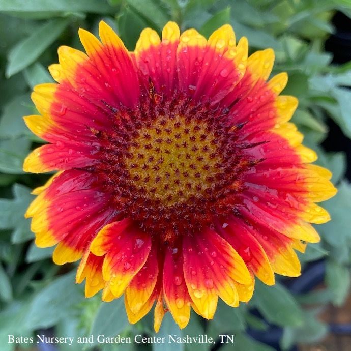 #1 Gaillardia Arizona Sun/ Blanket Flower