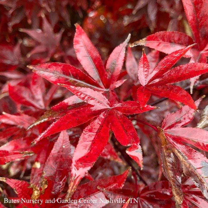 #15 Acer pal Twombly's Red Sentinel/ Upright Red Japanese Maple