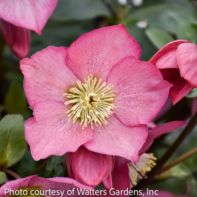 #1 Helleborus x Walbertson's Rosemary/ Pink Lenten Rose
