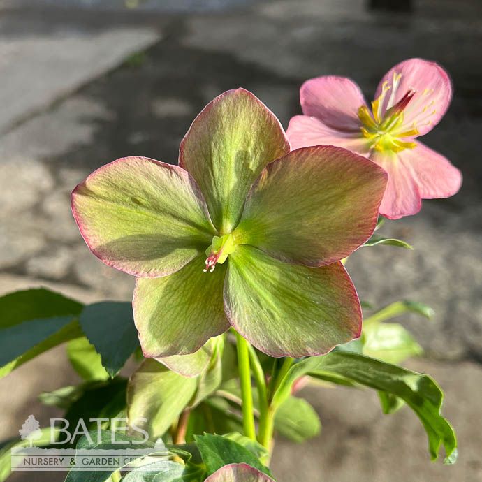 #1 Helleborus x Walbertson's Rosemary/ Pink Lenten Rose