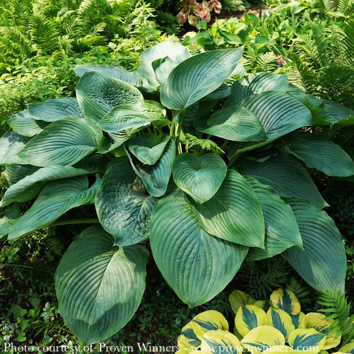 #1 Hosta x PW Shadowland Empress Wu/ Giant Green