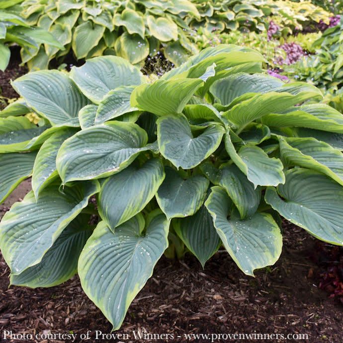 #1 Hosta x PW Shadowland Wu-la-la/ Giant, Light Green Margins