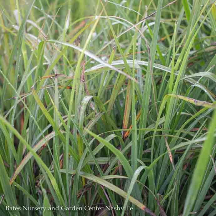 #1 Grass Miscanthus sine My Fair Maiden/ Maiden