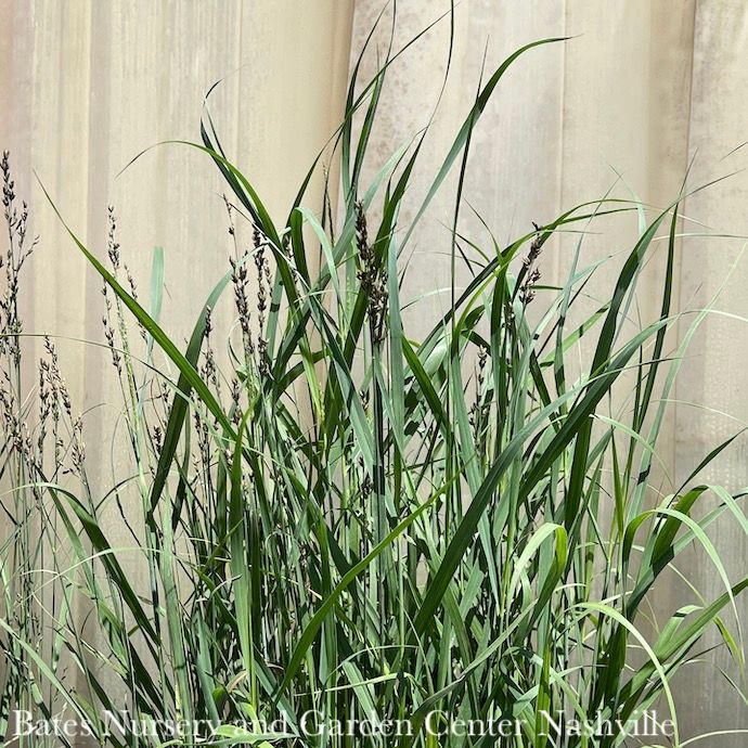 #1 Grass Panicum virg Heavy Metal/ Switch Native (TN)