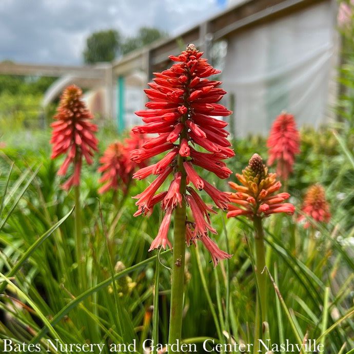 #1 Kniphofia x Poco 'Red'/ Dwarf Red Hot Poker