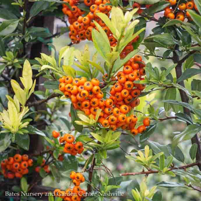 Topiary Diamond Espalier #5 Pyracantha aug Yukon Belle/ Firethorn