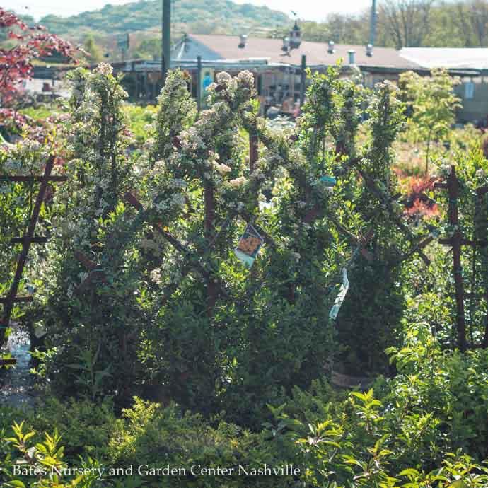 Topiary Diamond Espalier #5 Pyracantha aug Yukon Belle/ Firethorn