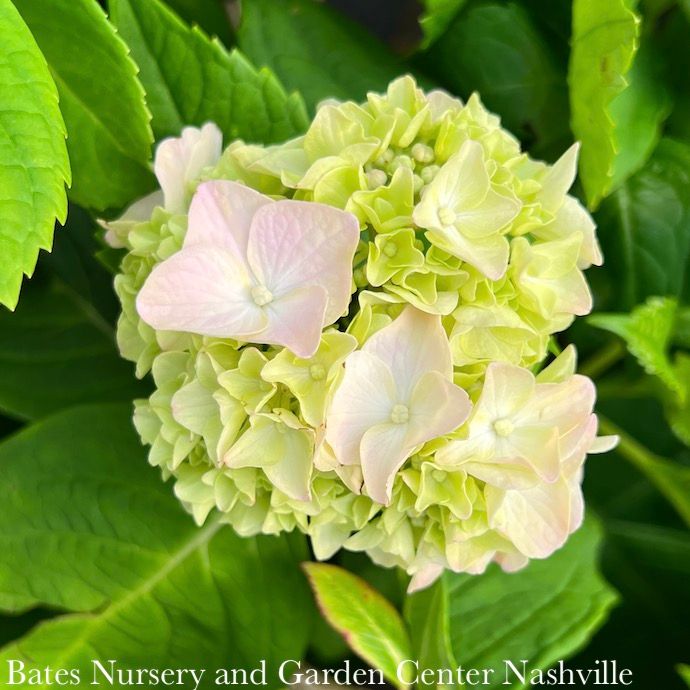 #1 Hydrangea mac Endless Summer 'Blushing Bride'/ Bigleaf/ Mophead Repeat White