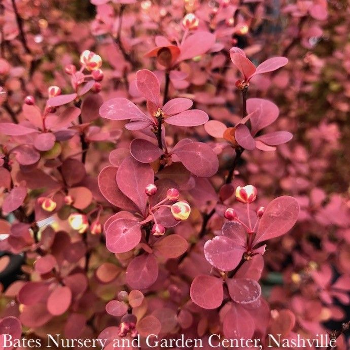 #2 Berberis thun Orange Rocket/ Compact Upright Barberry