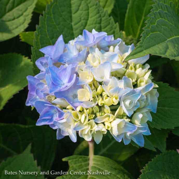 #1 Hydrangea mac Endless Summer 'The Original'/ Bigleaf/ Mophead Repeat Blue or Pink
