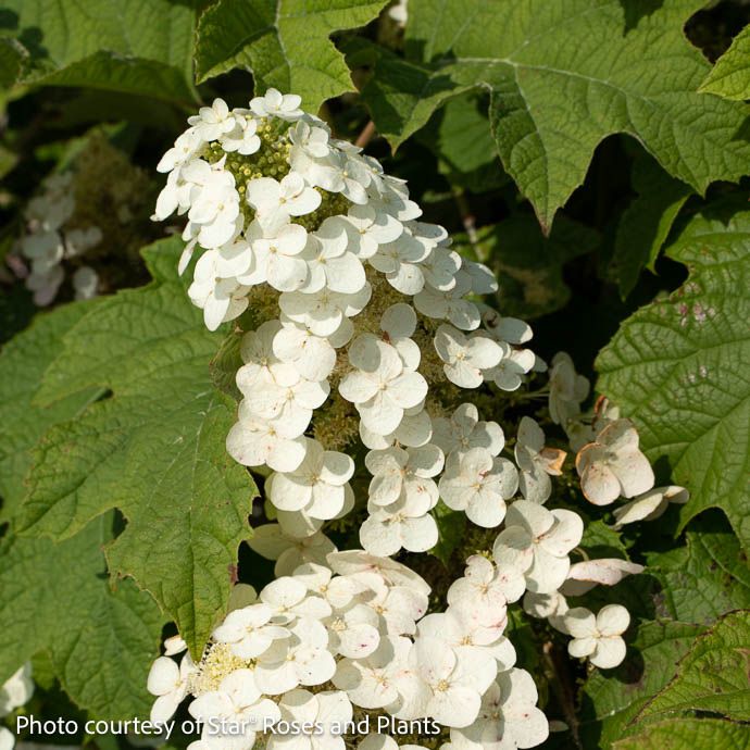 #3 Hydrangea quer Autumn Reprise/ Oakleaf Native (TN)