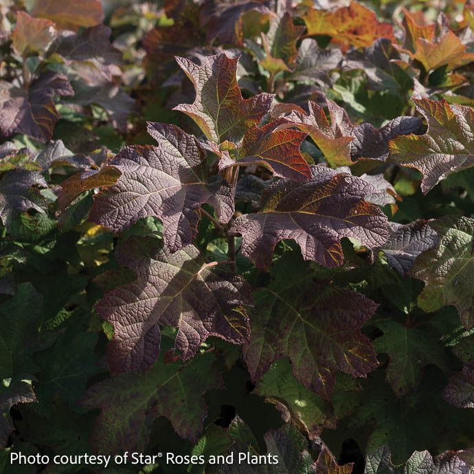 #3 Hydrangea quer Autumn Reprise/ Oakleaf Native (TN)