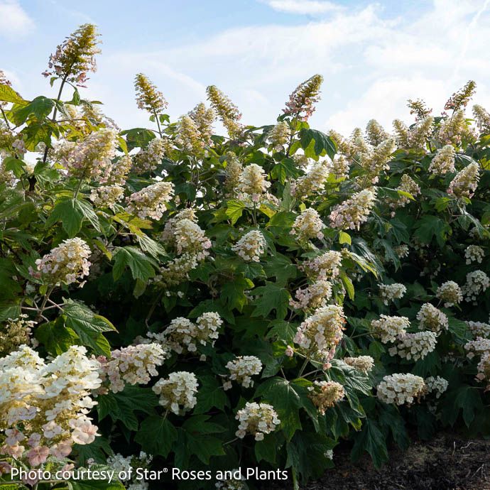 #3 Hydrangea quer Autumn Reprise/ Oakleaf Native (TN)