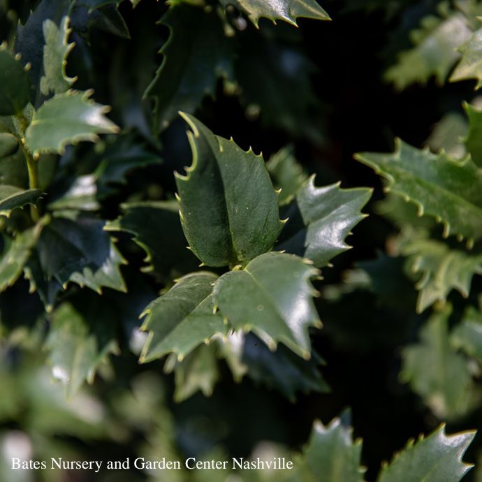 #15 Ilex x SL Oakland/ Red Holly (self-fertile)