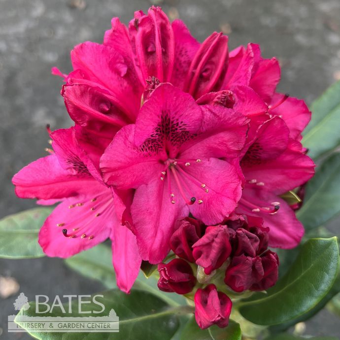 #3 Rhododendron x Nova Zembla/ Red  - No Warranty