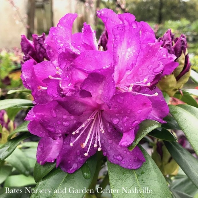 #3 Rhododendron x Purple Passion - No Warranty