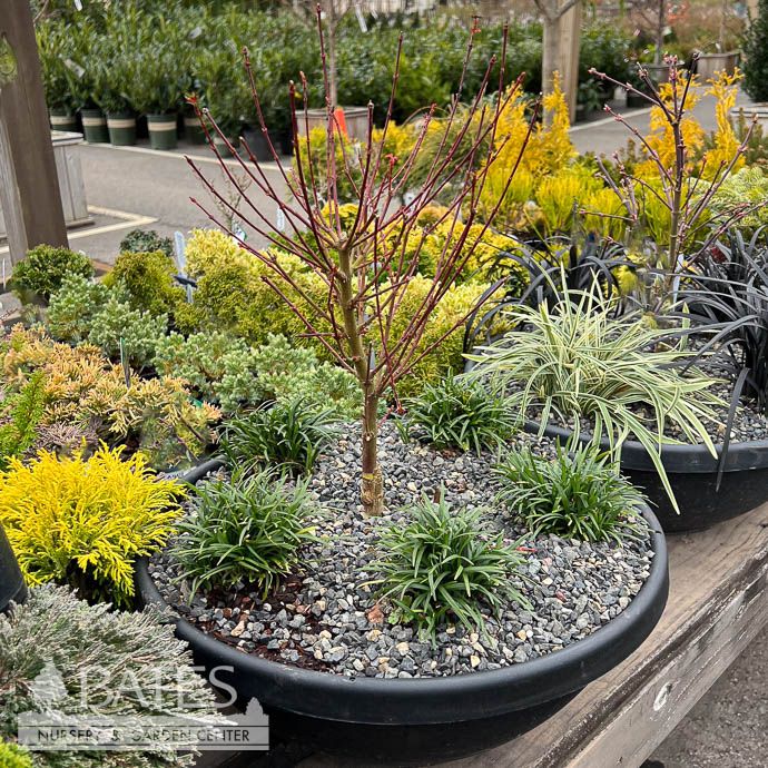 16P Iseli 'Koto Maru' Color Bowl Patio Garden