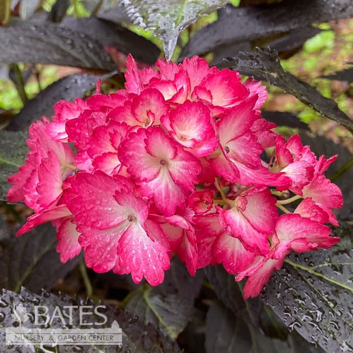 #3 Hydrangea mac FE Eclipse/ Bigleaf/ Mophead Repeat Cranberry w/ Dark Purple Foliage