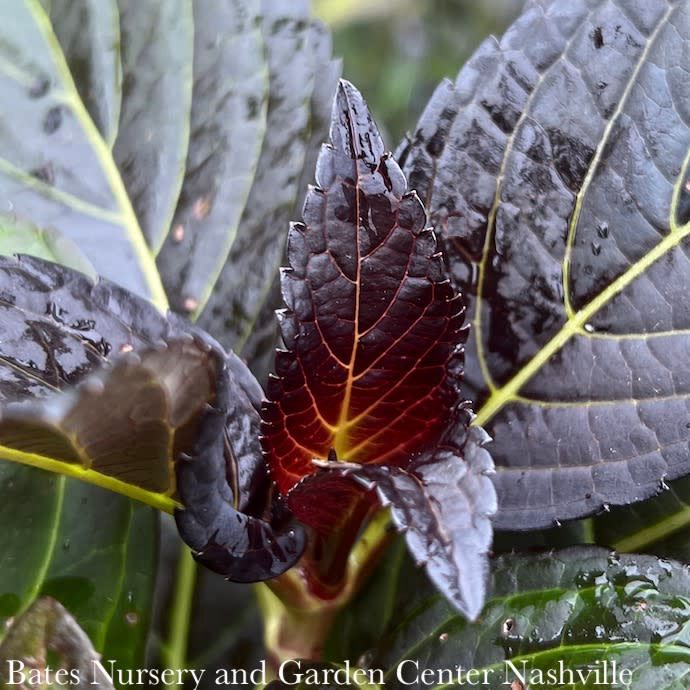 #3 Hydrangea mac FE Eclipse/ Bigleaf/ Mophead Repeat Cranberry w/ Dark Purple Foliage
